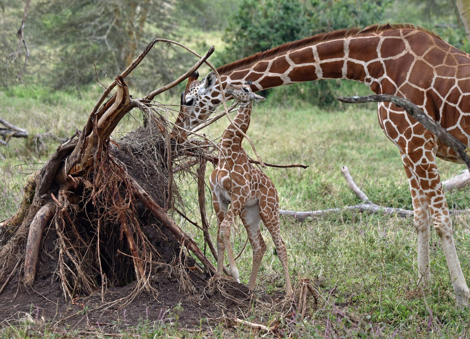 Reticulated giraffe, Solio Ranch, Kenya