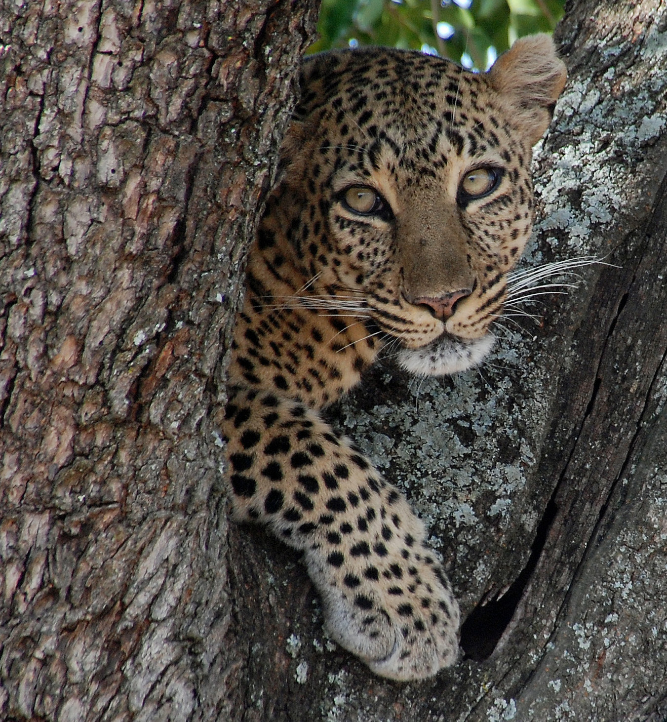 Leopard, Masai Mara National Game Reserve, Kenya