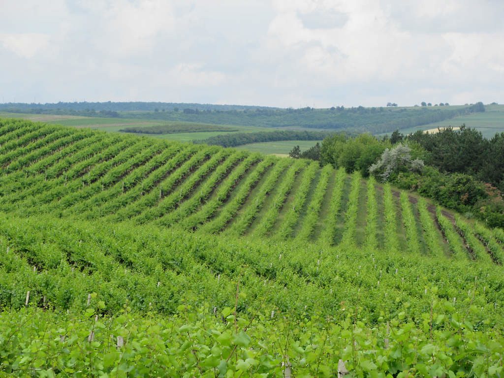 Vineyard at Cricova, Moldova