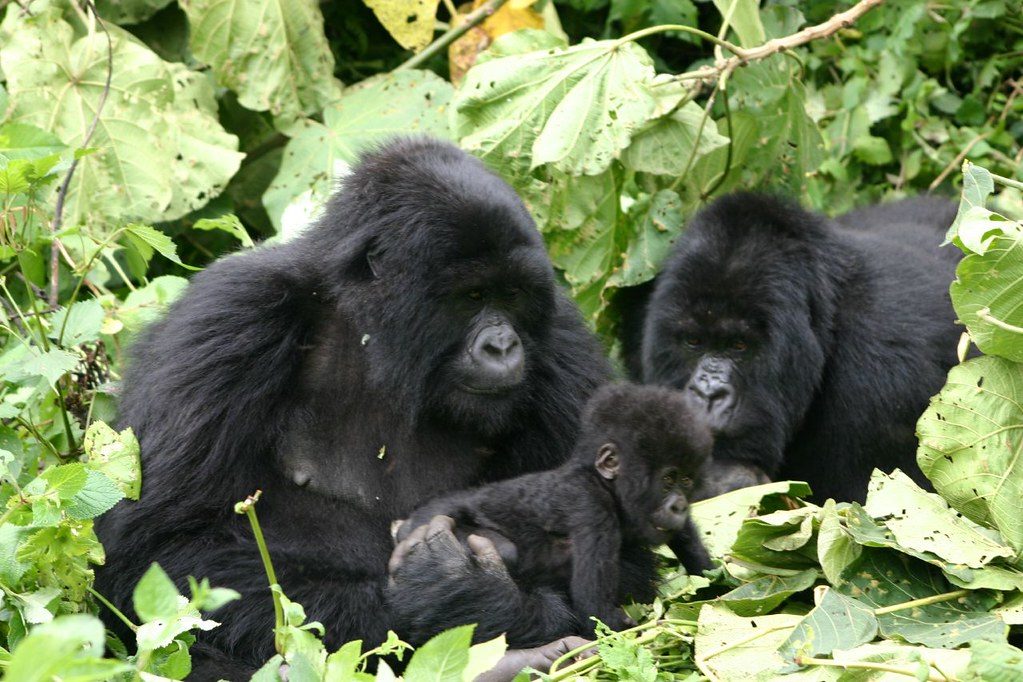 Mountain gorilla with baby, Volcanoes National Park, Rwanda