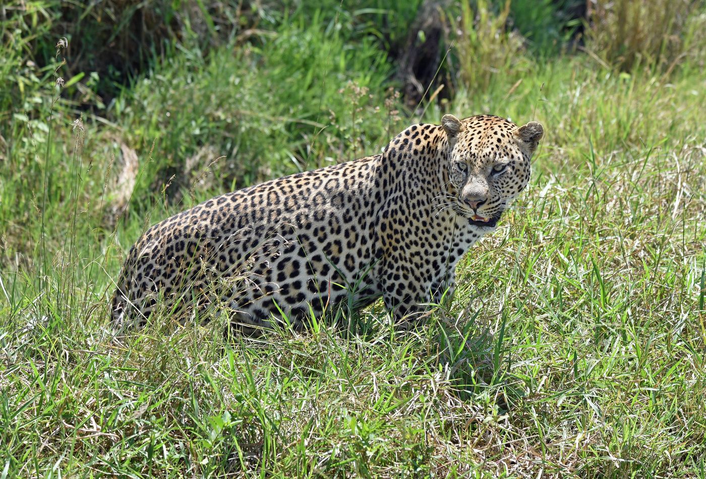 Leopard, Serengeti National Park, Tanzania