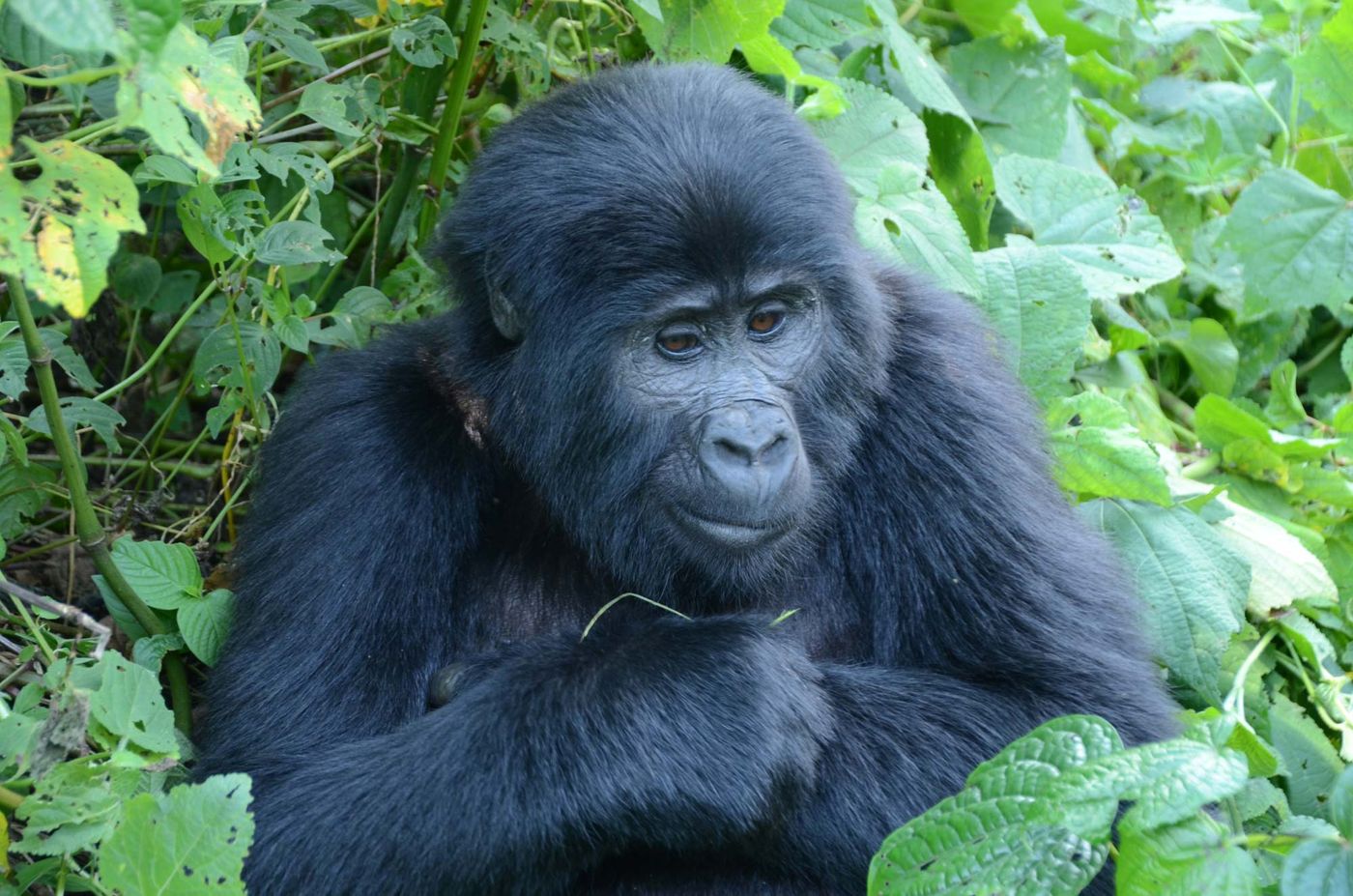 Mountain gorilla, Uganda