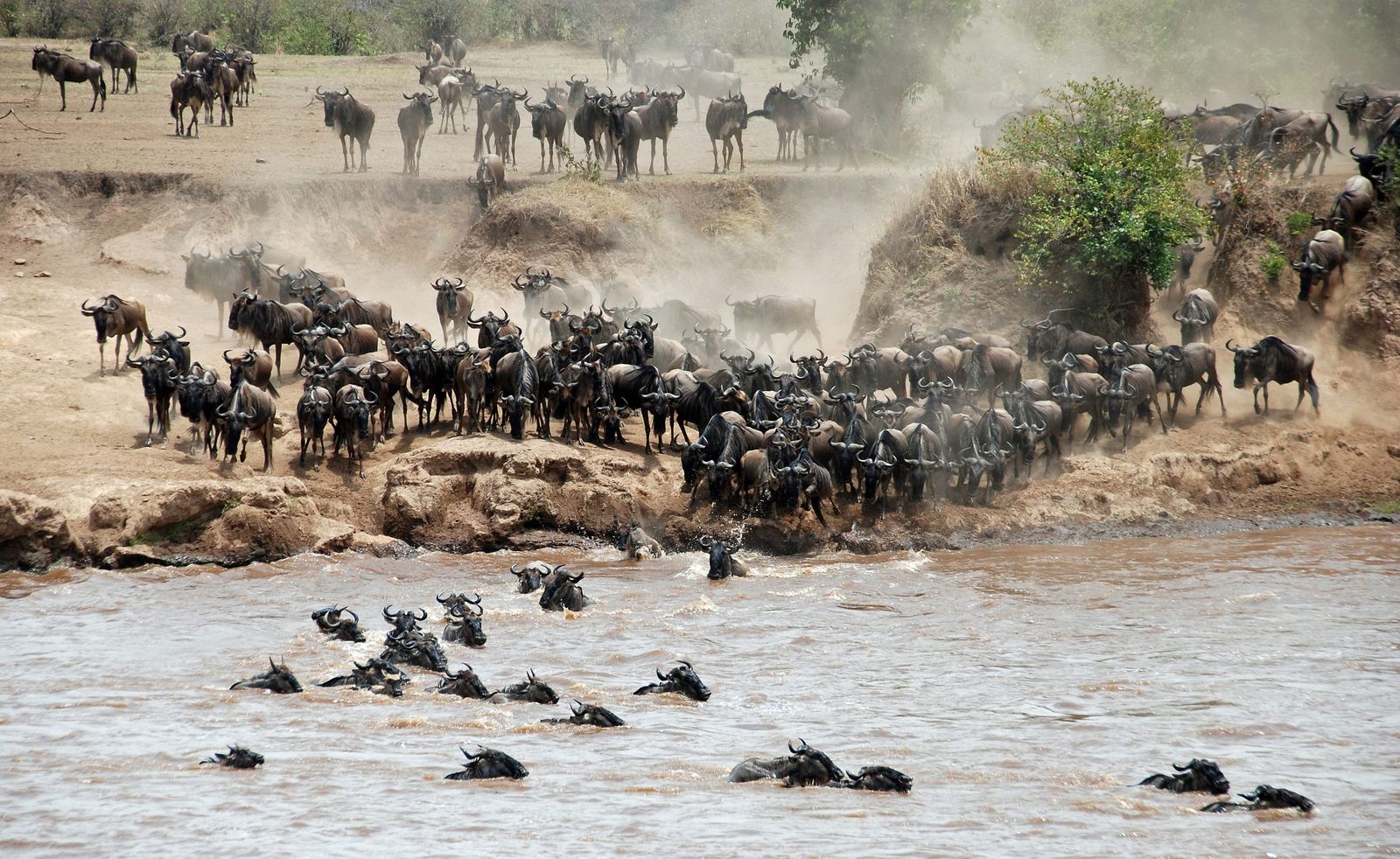 Wildebeest migration, Masai Mara National Reserve, Kenya