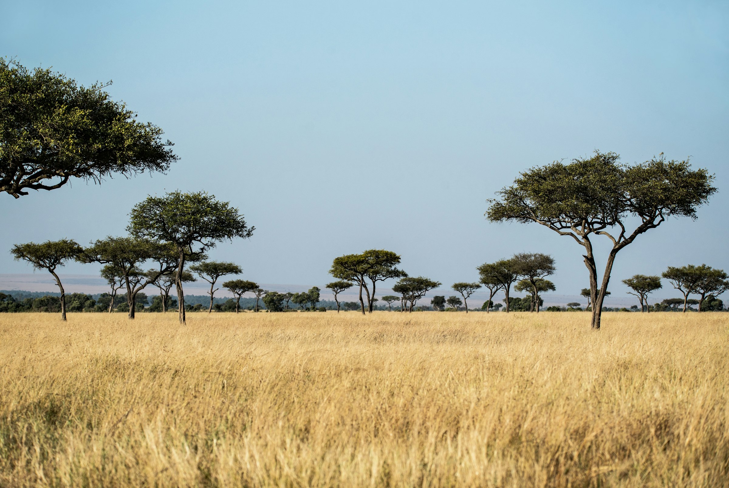 Acacia trees on the savanna, Masai Mara National Reserve, Kenya